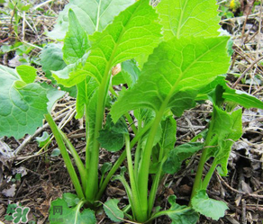大耳毛野菜怎么吃？大耳毛野菜的做法