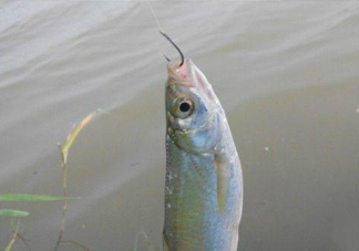 白條魚怎么釣？如何釣白條魚技巧