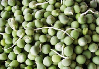 新鮮豌豆發(fā)芽了能吃嗎？豌豆發(fā)芽了還能吃嗎？