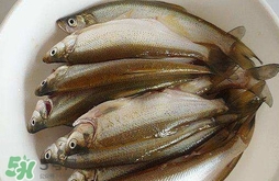 白條魚怎么釣？如何釣白條魚技巧