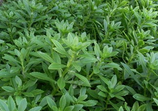 救心菜可以泡茶喝嗎？救心菜能泡水喝嗎？