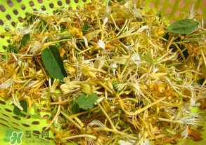 剛摘的金銀花能泡水喝嗎？剛摘的金銀花怎么處理？
