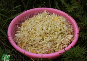 剛摘的金銀花能泡水喝嗎？剛摘的金銀花怎么處理？