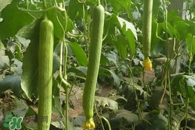 夏天種什么蔬菜？夏天適合種什么蔬菜