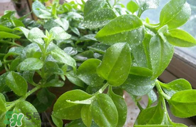 哪些人不可以吃救心菜？什么人不能吃救心菜？
