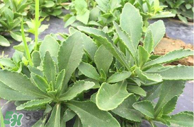 哪些人不可以吃救心菜？什么人不能吃救心菜？
