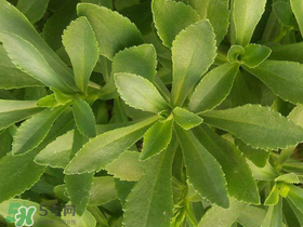 救心菜有毒嗎？救心菜怎么吃沒(méi)毒？