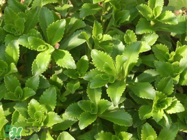 救心菜怎么種植？救心菜什么時(shí)候種？