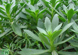 救心菜怎么種植？救心菜什么時(shí)候種？