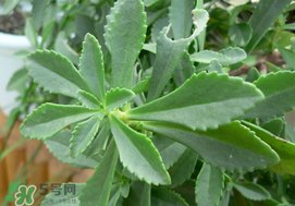 救心菜怎么種植？救心菜什么時(shí)候種？