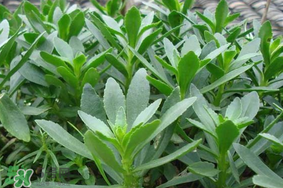 救心菜可以泡茶喝嗎？救心菜能泡水喝嗎？