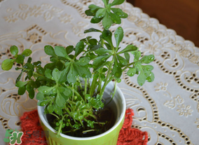 救心菜可以泡茶喝嗎？救心菜能泡水喝嗎？