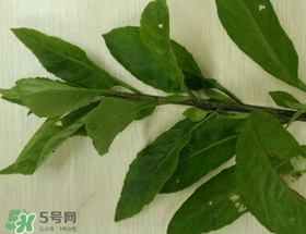 救心菜可以泡茶喝嗎？救心菜能泡水喝嗎？