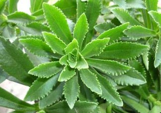 救心菜是三七嗎？救心菜和三七區(qū)別