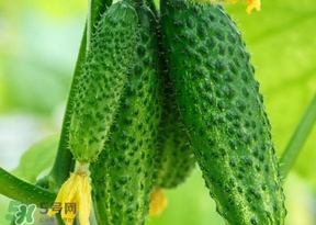 黃瓜不能和什么一起吃？黃瓜不能和什么食物一起吃