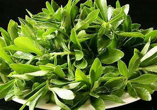 救心菜苦不苦？救心菜怎么吃不苦？
