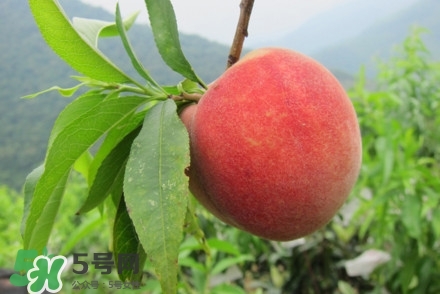 水蜜桃什么時候熟？水蜜桃成熟時間