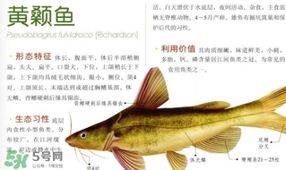 黃顙魚不能和什么一起吃？黃顙魚不能與什么同吃？