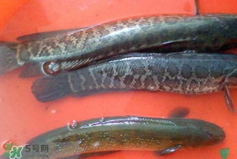 黑魚是海魚嗎？黑魚是河魚還是海魚