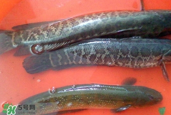 黑魚是什么魚？黑魚是鯰魚嗎