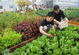 六月份種什么蔬菜？六月份可以種什么蔬菜？