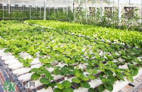 六月份種什么蔬菜？六月份可以種什么蔬菜？