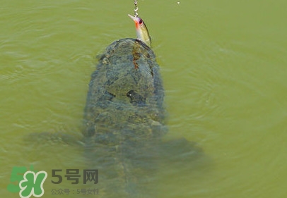 黑魚怎么抓？怎么捕捉黑魚
