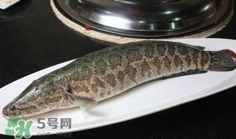 黑魚能和豆腐一起吃嗎？豆腐可以和黑魚一起吃嗎