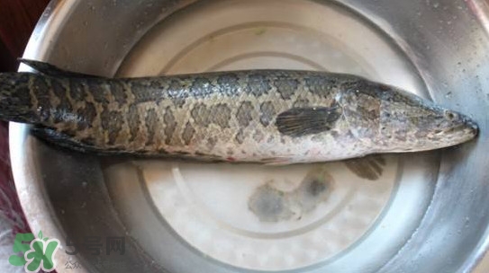 黑魚能和蘿卜一起吃嗎？黑魚能和胡蘿卜同食嗎