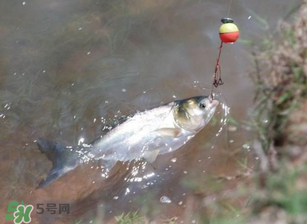 五月份能釣鰱魚(yú)嗎？五月份釣什么魚(yú)？