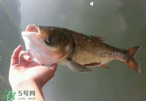 五月份能釣鰱魚(yú)嗎？五月份釣什么魚(yú)？