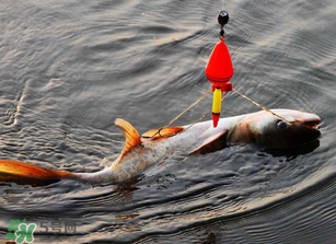 五月份能釣鰱魚(yú)嗎？五月份釣什么魚(yú)？