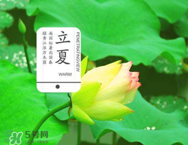 立夏吃什么水果？立夏吃什么水果好？