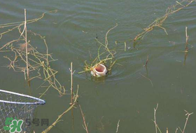 立夏好釣魚嗎？立夏怎么釣魚？