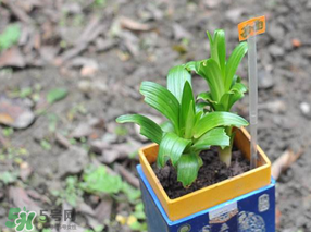 立夏種什么菜？立夏適合種什么？