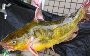 嘎魚多少錢一斤？野生黃嘎魚多少錢一斤