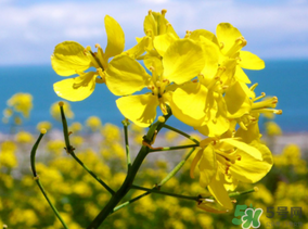 五月份還有油菜花嗎？5月份還有油菜花嗎？
