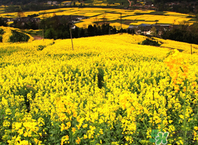 五月份還有油菜花嗎？5月份還有油菜花嗎？