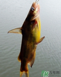嘎魚是海魚嗎？嘎魚是什么魚