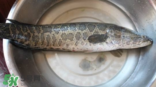 黑魚是什么魚？黑魚是鯰魚嗎