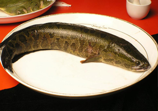黑魚有鱗嗎？黑魚鱗片怎么處理