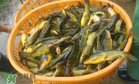 黃顙魚不能和什么一起吃？黃顙魚不能與什么同吃？
