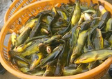 黃顙魚不能和什么一起吃？黃顙魚不能與什么同吃？