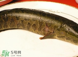 黑魚怎么做好吃？黑魚湯的做法