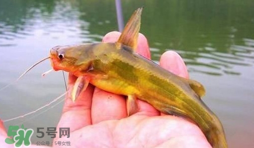 黃辣丁怎么釣？如何釣黃辣丁