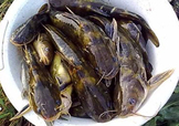 嘎魚是鯰魚嗎？嘎魚是黃辣丁嗎