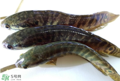 烏鱧魚多少錢一斤？烏鱧價(jià)格