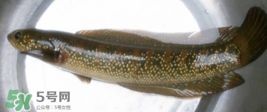 烏鱧魚多少錢一斤？烏鱧價(jià)格