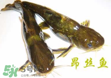 黃顙魚不能和什么一起吃？黃顙魚不能與什么同吃？