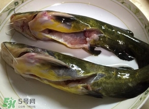 黃辣丁多少錢一斤？野生黃辣丁多少錢一斤
